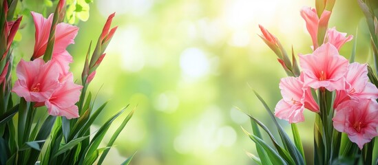 Poster - Pink gladiolus flowers with green leaves against a blurred background of natural light with Copy Space for text.