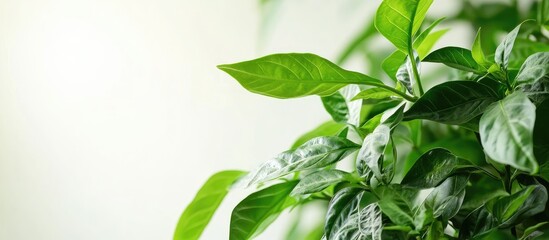 Poster - Green Leaves of a Potted Plant with Natural Light and Soft Background Copy Space