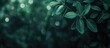 © AImmersive Imagery - Dark green foliage with blurred background and bokeh lights, featuring rich leaf textures and ample copy space for text.