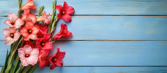 Poster - Colorful gladiolus flowers arranged on a wooden surface with blue background and copy space on the right side.