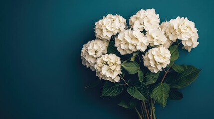 Fototapete - White hydrangea flowers bouquet on teal background with green leaves and ample copy space for text placement