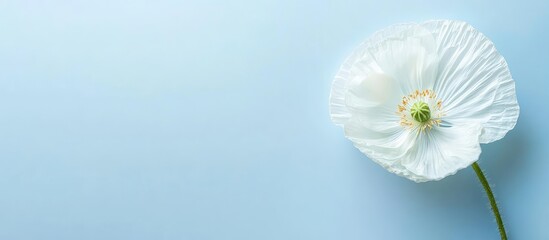 Leinwandbilder - White poppy flower on light blue background with copy space for text placement