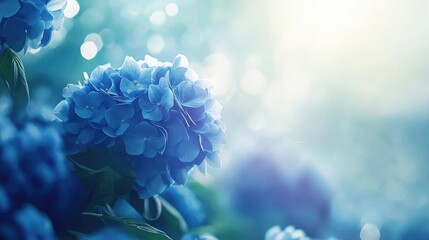Aufkleber - Blue Hydrangea Flowers with Soft Bokeh Background and Copy Space for Text Usage