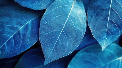 Poster - Blue leaves with detailed textures and veins on a dark background showcasing shades of blue and green Copy Space