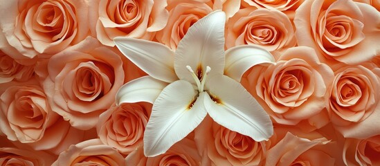 Aufkleber - Soft peach roses background with a single white lily in the foreground showcasing floral beauty Copy Space