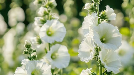 Poster - White hollyhock flowers in bloom with soft bokeh background and natural sunlight Copy Space