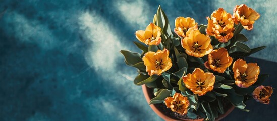Leinwandbilder - Vibrant orange tulips in a terracotta pot against a textured blue background with Copy Space