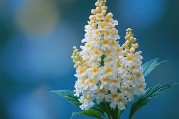 Wall Mural - Delicate white flowers bloom against a teal background