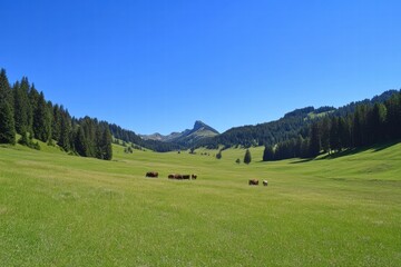 Aufkleber - Cows grazing on a lush green meadow under a clear blue sky in a tranquil mountainous landscape. Generative AI