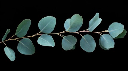 Canvas Print - Eucalyptus Leaves on Black Background