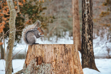 Squirrel eating nuts