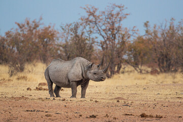 Wall Mural - black rhinoceros (diceros bicornis) standing quietly in the bush in the blue hour just after sunset,
