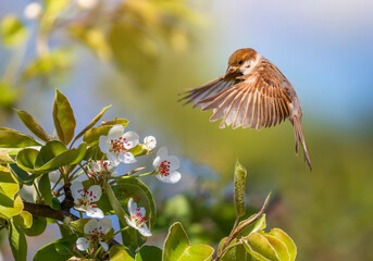 Wall Mural - sparrow bird flying in spring garden over blooming branches