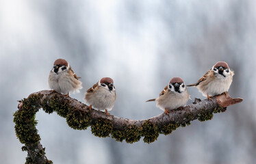 Poster - four sparrow birds sitting on mossy branch in winter park