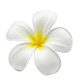 Single Frangipani flower, transparent background.