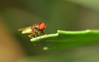 Wall Mural - small red-eyed fly on a leaf