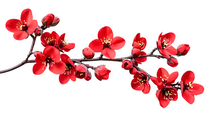 Sticker - branch of red flower isolated on transparent background cutout