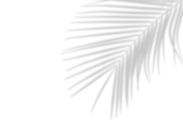 Wall Mural - palm leaves leaf shadow on white background. natural palm branch shadow on transparent background. t
