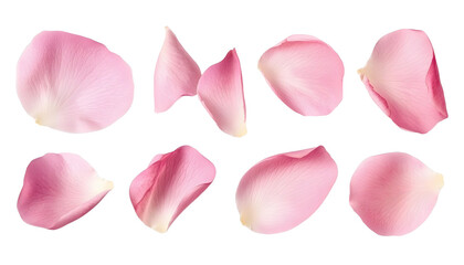 Wall Mural - pink rose petals isolated on transparent background cutout