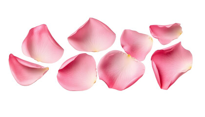 Wall Mural - pink rose petals isolated on transparent background cutout