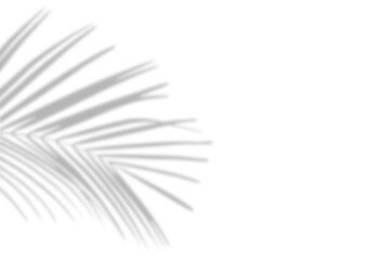 Wall Mural - realistic shadow palm leaf isolated on white. tropical coconut tree branch shadow overlay. blurred f