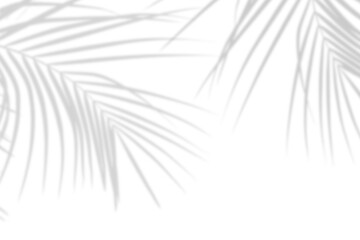 realistic palm leaf shadow overlay effect isolated on white background, natural shadow of tropical p