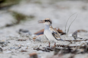 Wall Mural - A lone least tern chick on a nesting beach.