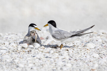 Wall Mural - A least tern feeds its young chick a fish.