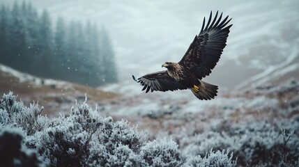 Wall Mural - a majestic bird of prey soars above a verdant field of grasses and shrubs, its flight contrasting ag