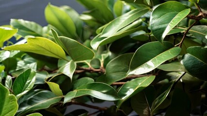 Wall Mural - lush green leaves of a fig tree captured in detailed close-up