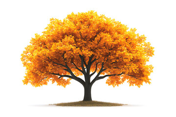 Poster - Sugar maple tree with vibrant orange and yellow leaves isolated on a white background