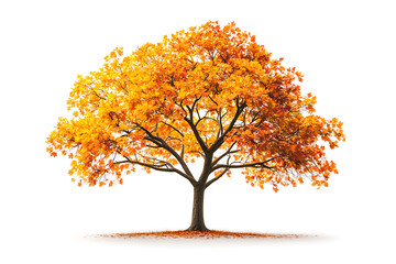Poster - Sugar maple tree with vibrant orange and yellow leaves isolated on a white background