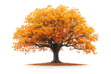 Poster - Sugar maple tree with vibrant orange and yellow leaves isolated on a white background
