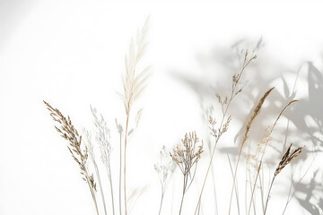 Naklejka na meble Nature plant shadow overlay isolated on a white background