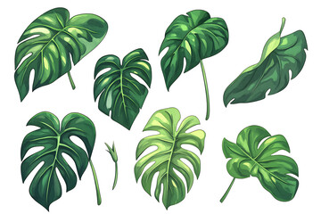 Poster - Set of green monstera leaves isolated on a white background