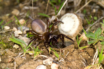 Female of trapdoor spider (Cteniza sauvagesi) in habitat, front view Ragno botola, Amblyocarenum nuragicus. Alghero. Sardegna. it.