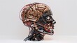 © Beer AI - Cyborg brain with many cables, shiny ceramic surface, highly detailed