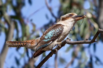 laughing kookaburra (dacelo novaeguineae)