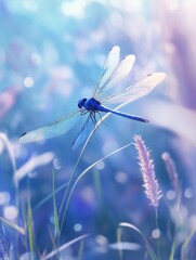 Wall Mural - Dragonfly on Green Field