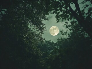 Wall Mural - Full moon through tree branches