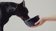 © THINGDSGN - close-up of a sleek black dog eating from a blue bowl held by a hand, highlighting care, nutrition, and the bond between pets and owners, perfect for pet food and care themes