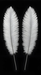 Wall Mural - White Feathers 3D Illustration