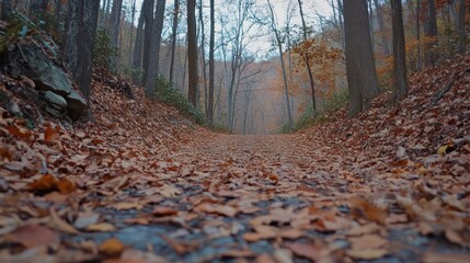 Wall Mural - Autumnal Forest Path: A Serene Walk Through Nature's Embrace