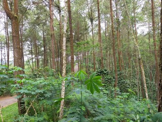 The beautiful tropical forest with green trees in Indonesia