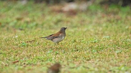 Wall Mural - Pale thrush on the ground taking flight in slow-motion