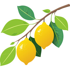 Lemons on a branch vector illustration flat. Image of a branch with yellow citrus fruits and leaves. For packaging and design.