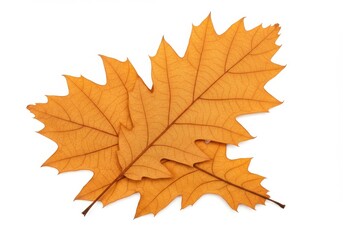 A pair of dried oak leaves with a warm orange-brown hue, showing their textured veins and natural edges isolated on white background