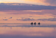 © Cavan Images - cars over salt field with water at down
