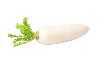 Canvas Print - Daikon radish isolated on white background