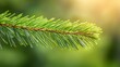 © Wall - A close up of a branch of a pine tree